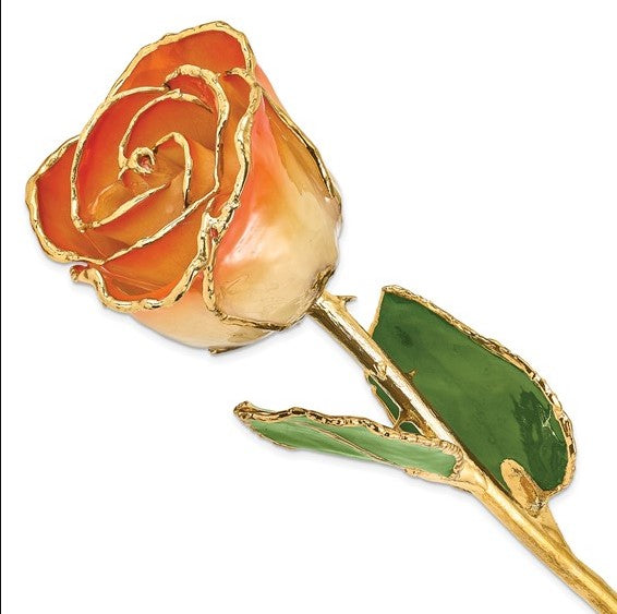 24K Gold Dipped Lacquered White and Orange Genuine Rose