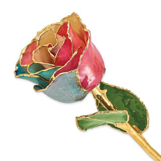 Colorful rose with gold accents on a white background