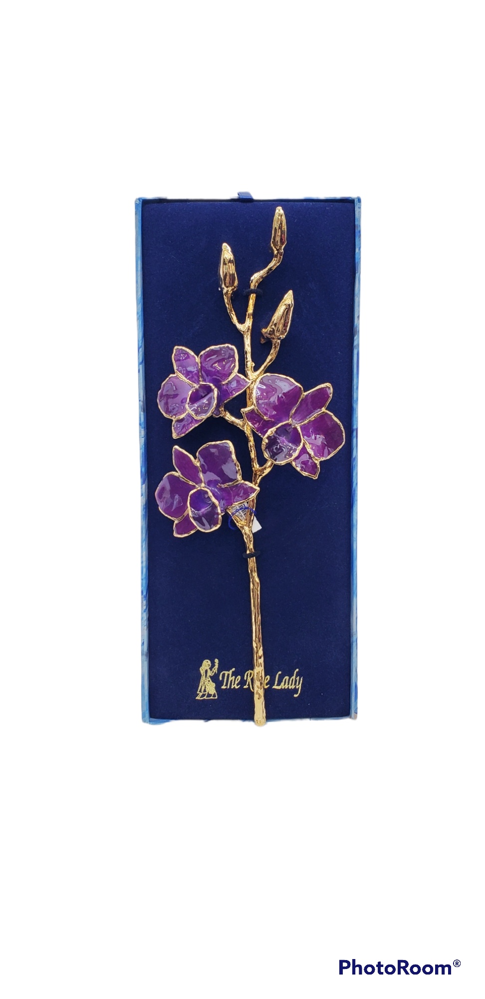 Lacquer Dipped Gold Trimmed Purple Real Dendrobium Orchid Stem