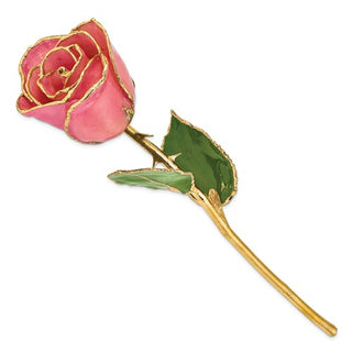 Rosa Real Rosada Recortada En Oro Bañada En Laca De 24 Quilates