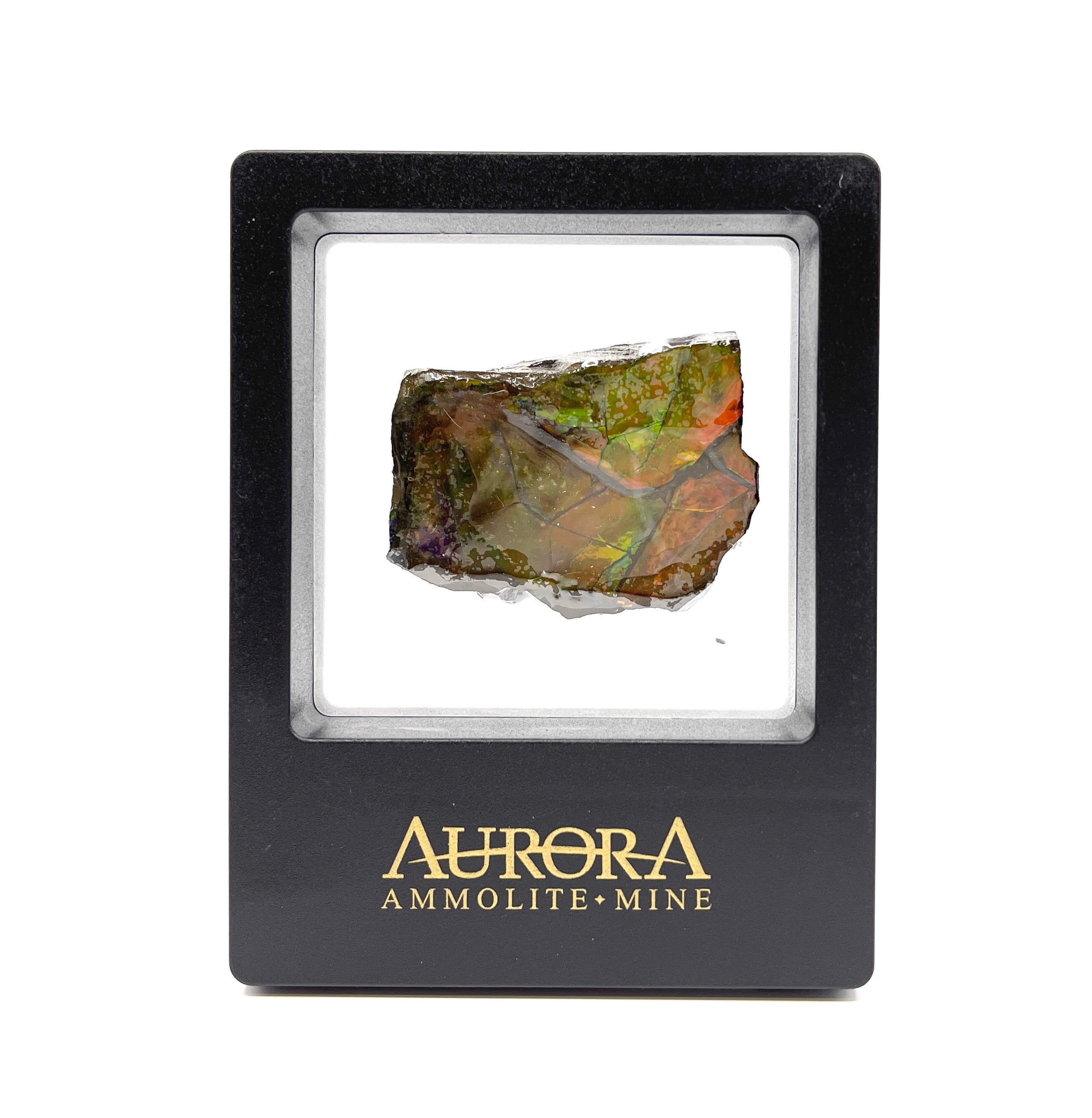 Aurora ammolite on sale